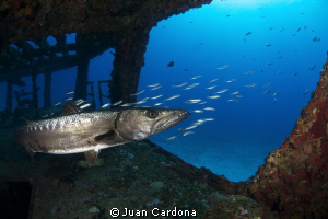 Barracuda at the C-58 anaya wreck by Juan Cardona 